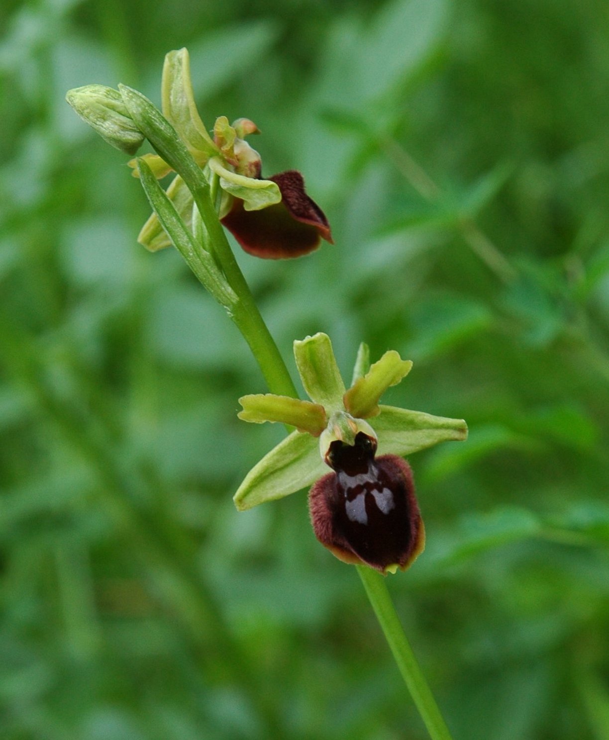 Ophrys sphegodes